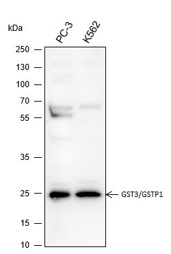 Anti-Recombinant GST3/GSTP1, clone A242