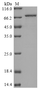S-adenosylmethionine synthase isoform type-2 (MAT2A), human, recombinant