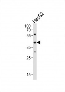 Anti-Lhx1