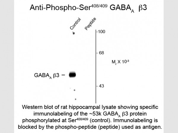 Anti-phospho-GABA(A) Receptor beta 3 (Ser408/Ser409)