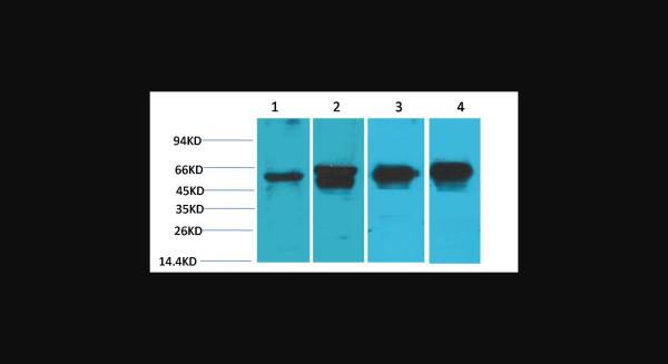 Anti-c-Fos, monoclonal