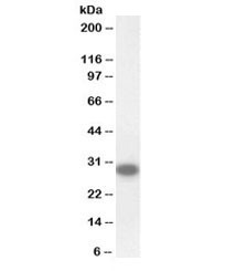 Anti-CTDSP1 Biotin Conjugate