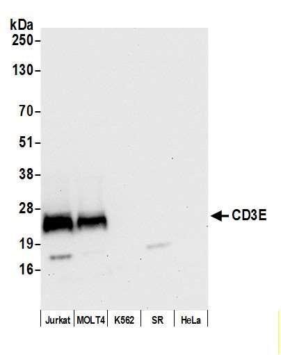 Anti-CD3E Recombinant Monoclonal