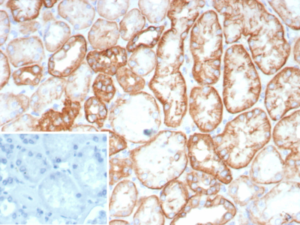 Anti-Ksp-Cadherin (Kidney-Specific Cadherin) / CDH16, recombinant antibody, clone CDH16/8800R