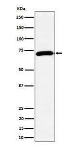 Anti-CHAT / Choline Acetyltransferase, clone 31C75