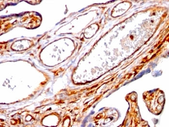 Anti-Moesin, clone SPM562