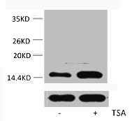 Anti-Acetyl-Histone H2A.Z (Lys4)