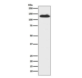 Anti-c-Kit / CD117, clone CGF-11