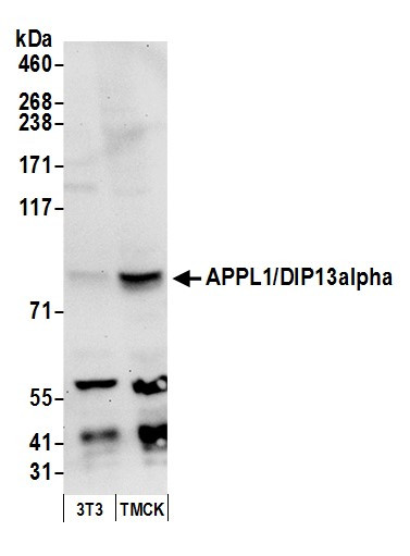Anti-APPL1/DIP13alpha