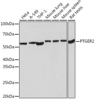 Anti-PGE receptor EP2 (PTGER2)