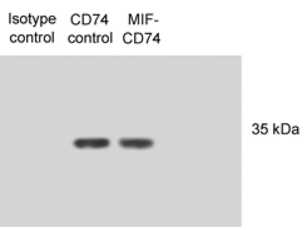 Anti-CD74, clone PIN.1