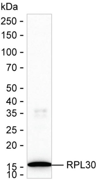 Anti-RPL30