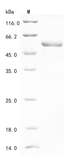 Complement C1q tumor necrosis factor-related protein 1 (C1QTNF1), human, recombinant
