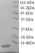 Apolipoprotein C-III (Apoc3), rat, recombinant