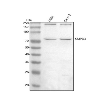 Anti-SMPD3 / Sphingomyelin phosphodiesterase 3 / nSMase2