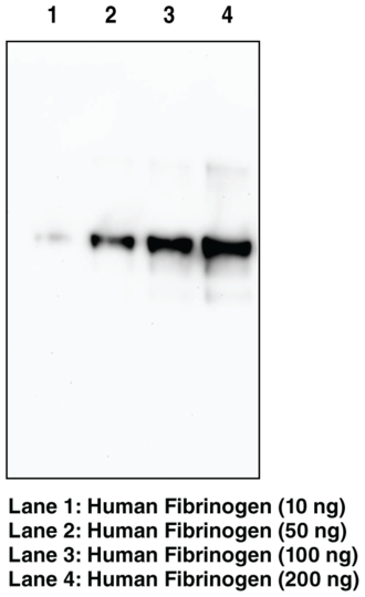 Anti-Fibrinogen (alpha chain) Monoclonal Antibody (Clone 6D6)