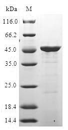 Immunity-related GTPase family M protein (IRGM), human, recombinant