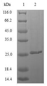 Immunogenic protein MPT64 (mpt64), Mycobacterium tuberculosis, recombinant