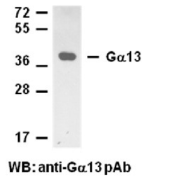 Anti-G.alpha.13
