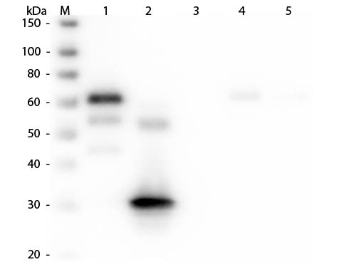 Anti-Chicken IgG F(c) [Rabbit] Alkaline Phosphatase conjugated
