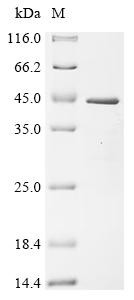 LIM and SH3 domain protein 1 (Lasp1), mouse, recombinant