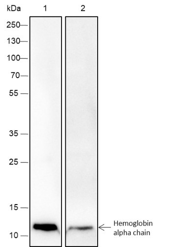 Anti-Recombinant Hemoglobin alpha, clone A245