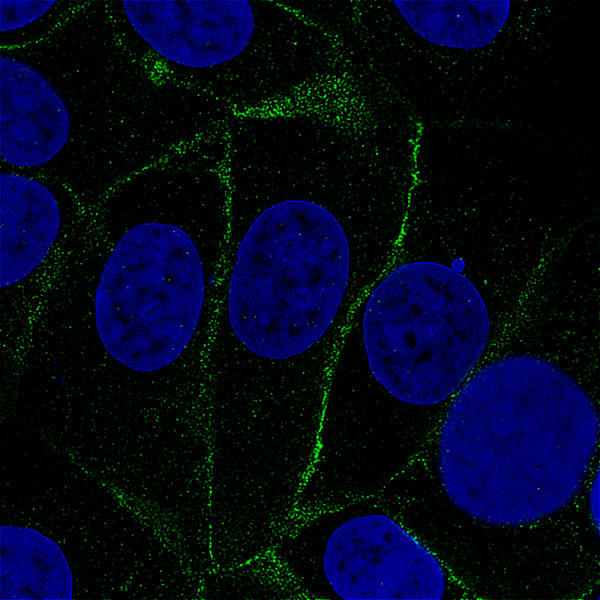 Anti-VANGL1, clone CL0241