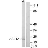 Anti-ASF1A