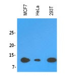 Anti-LSM2, clone 2B2
