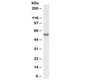 Anti-KPNA3 (Biotin Conjugate)