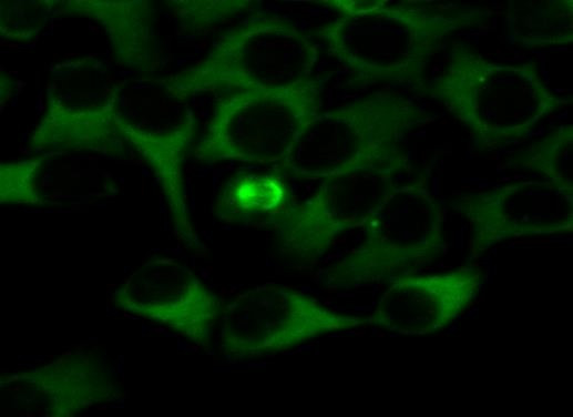 Anti-alpha Tubulin, clone TU-01 (FITC)