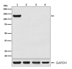 Anti-CRISPR-Cas9, clone ABCH-3