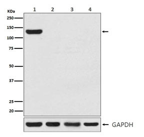 Anti-CRISPR-Cas9, clone ABCH-3