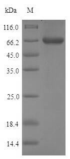 Pancreatic triacylglycerol lipase (Pnlip), mouse, recombinant