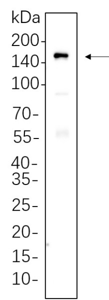 Anti-Recombinant MDR1, clone 5B3
