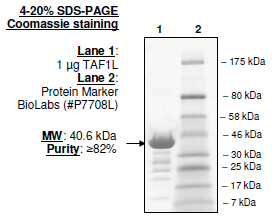 TAF1L (1398-1516), GST-tag, human recombinant protein