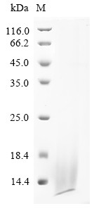 Dendrotoxin B, partial, Dendroaspis angusticeps, recombinant