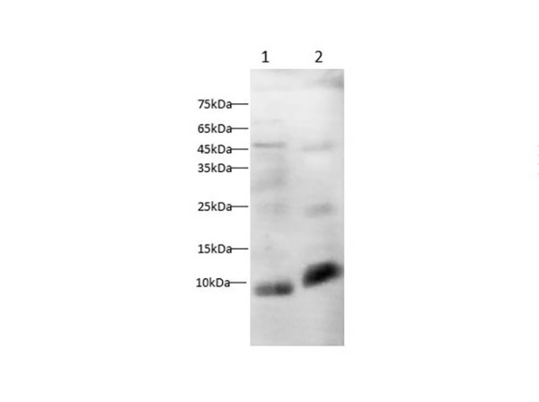 Osteocalcin Polyclonal antibody