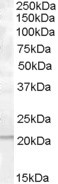 Anti-PTP4A1 / PRL-1, C-terminal