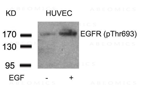 Anti-phospho-EGFR (Thr693)