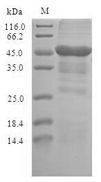 Erythrocyte band 7 integral membrane protein (STOM), human, recombinant