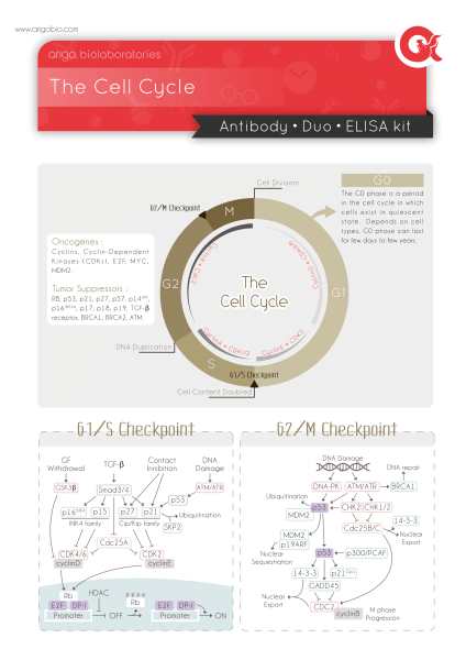 The Cell Cycle Pathway