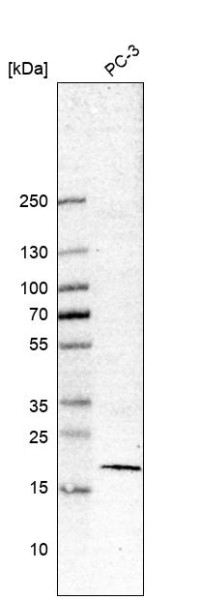 Anti-ABCB5, clone CL12064