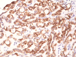 Anti-TPO (human), Rabbit Monoclonal (RM368)