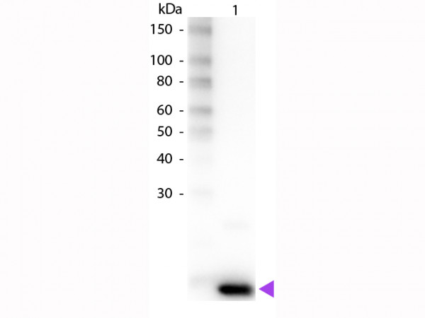 Anti-Interleukin-9 (IL-9), Biotin conjugated