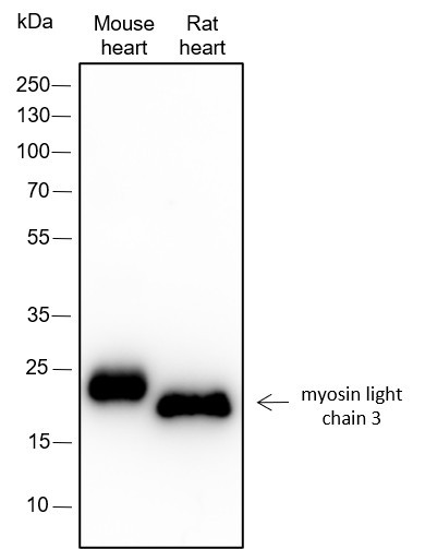 Anti-Recombinant Myosin Light Chain 3, clone A310