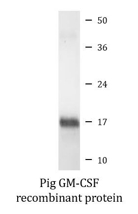 Pig GM-CSF recombinant protein (Active)