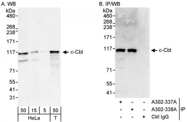 Anti-c-Cbl