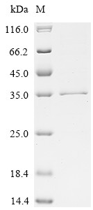 Fibroblast growth factor 14 (FGF14), human, recombinant