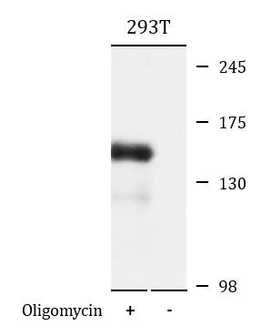 Anti-phospho-Raptor (Ser792)